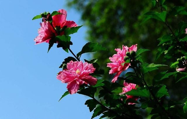 『木槿花』「食光流影」远方的木槿花
