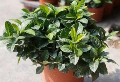  [旺盛]家庭养好花草，土壤配制是关键，做好这3点，长势旺盛