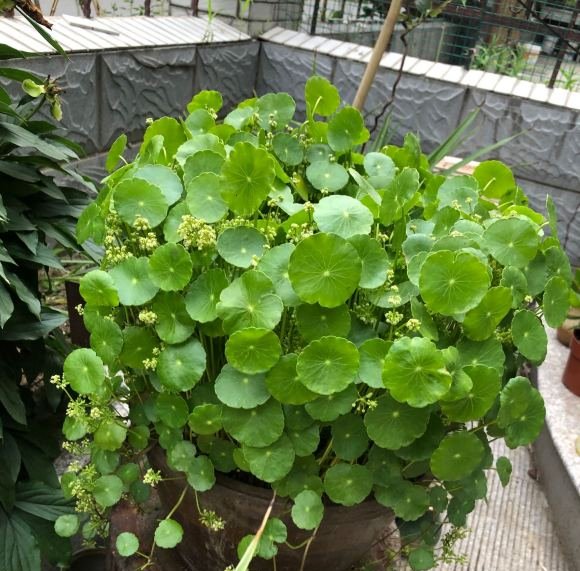  花盆@非常好养的“铜钱草”,花盆多大,长的就多满,一个月就能长满盆