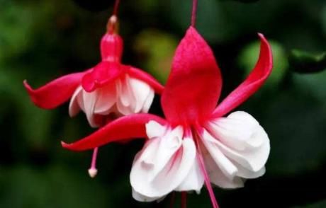  『花园』养花就养清新脱俗的，好养易爆盆，四季花开不停，阳台变温馨花园