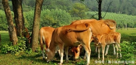  「发现」农户们要注意了，养殖业有三个禁令，一旦被发现就会查