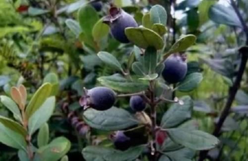 它被农民称为“水果之王”是药食两用的果子，如今野生的一株难求