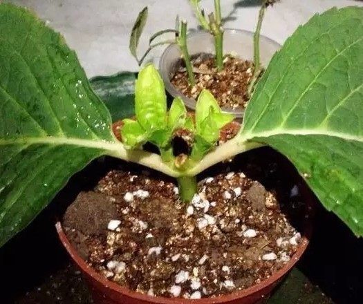  『方法』盆栽绣球花，用这种方法扦插1盆变10盆，满满一屋子的绣球美爆了！
