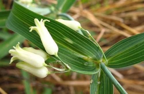  #黄精#过去野外常见的一种植物，如今浑身是宝，不少农民靠种植