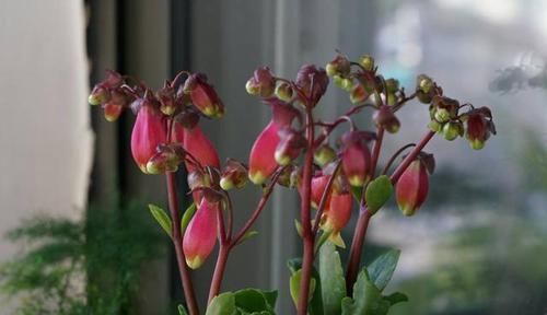  『肉花』萌萌的多肉花，这种花叫宫灯花，开花时一株挂上百个“灯笼”