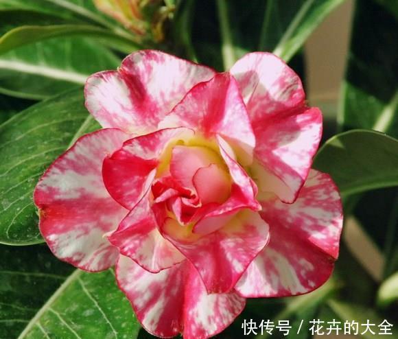 令箭荷花:阳台养这3种花,不浇水也能开,不怕晒不怕旱,开花惹人爱