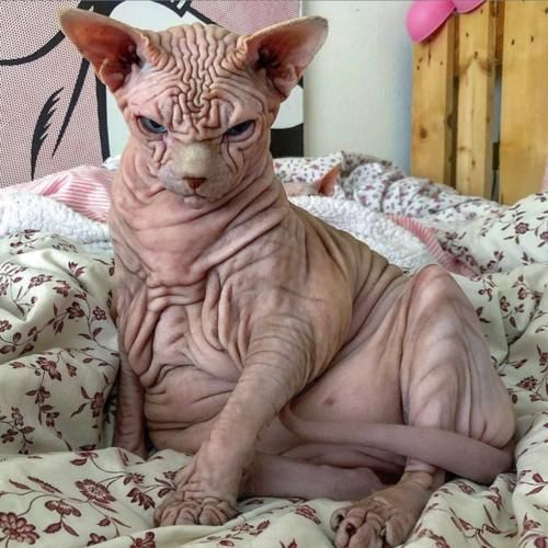 『外星』长满褶皱的猫咪,就像一个外星怪兽,猫主人不害怕吗