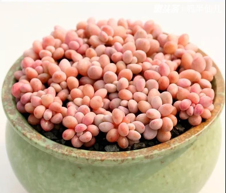 #上名#傻傻分不清的多肉,就看它这儿,一眼就能叫上名!