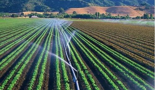 农村这种野果，亩产2000斤，一斤40元，年收入轻松几十万