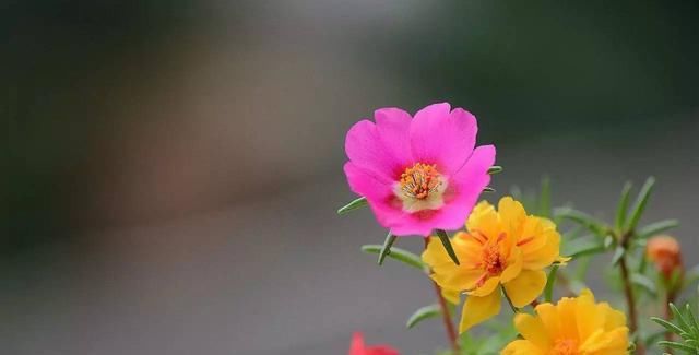 『它就能』8种非常好养的花,“扔土里”都能活,花色绚丽多彩颜值高,值得拥有!