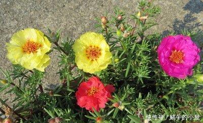  『值得』喜欢养护漂亮的花卉，就选择“3”种花卉，开花量大，值得拥有