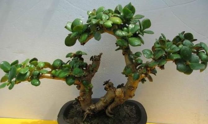 『玉树』“3种花”能养人,花开招财进宝,寓意年年有余,让生活更幸福