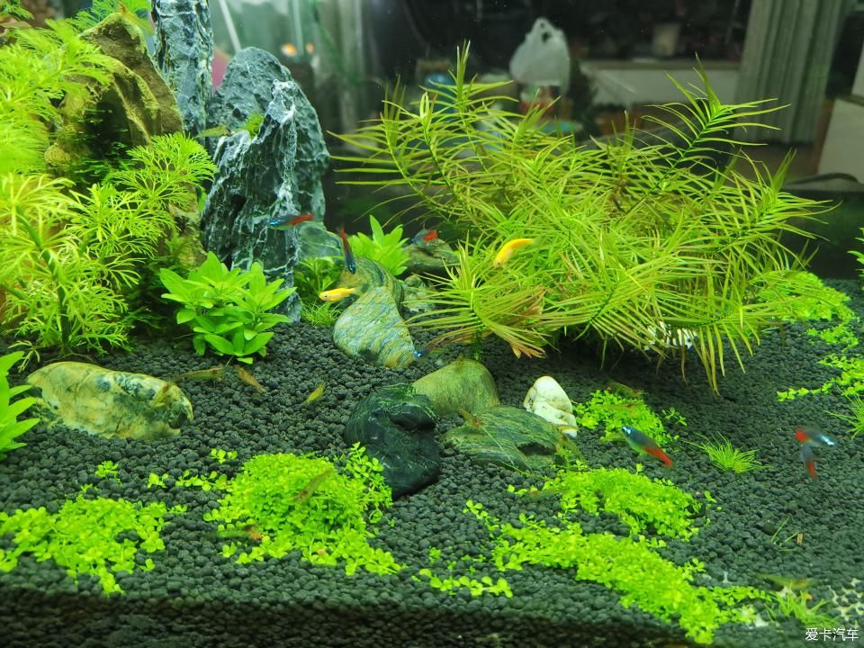  『水质』我家的花花草草第十四季-新手折腾水草缸
