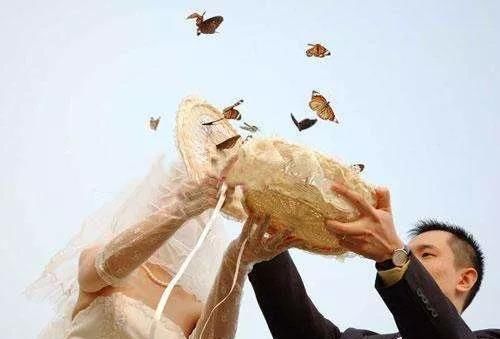  幼虫|养蝴蝶年赚百万，投入低还回报快