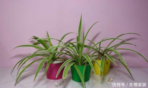  摆放|家中绿植总黄叶？注意避开这些摆放“雷区”！