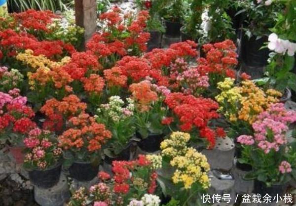  『富贵』这些花自带“富贵”气，养人还镇宅，怪不得穷人越来越有钱！