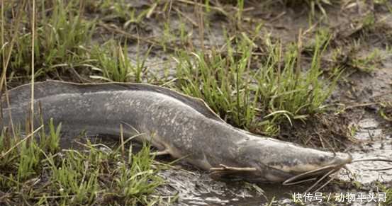 小镇被泛滥物种入侵, 无奈的居民只能用吃来控制泛滥