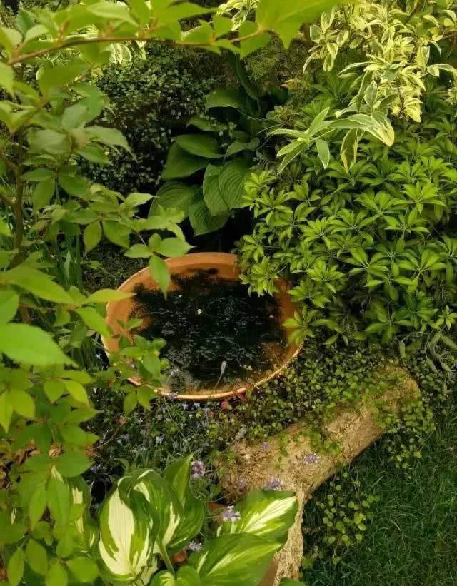  「养花」等我们年纪大了，回乡下，开辟院子，种菜养花