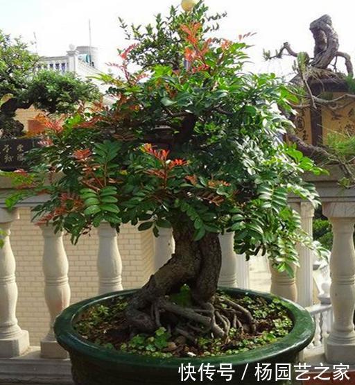 『幽香』清香木花如其名,叶子散发淡淡幽香,养成盆景价值更高