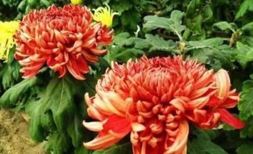  【秀丽】喜欢养菊，就试试”优良名菊“徐妃醉妆，如秀丽妆容，大气磅礴