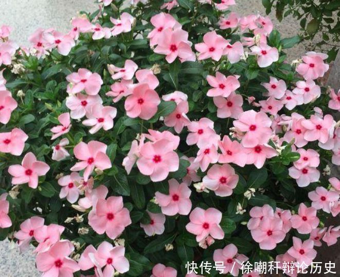  [漂亮]家里养花，就选4种“耐旱花”，好养又漂亮，开成小花海！