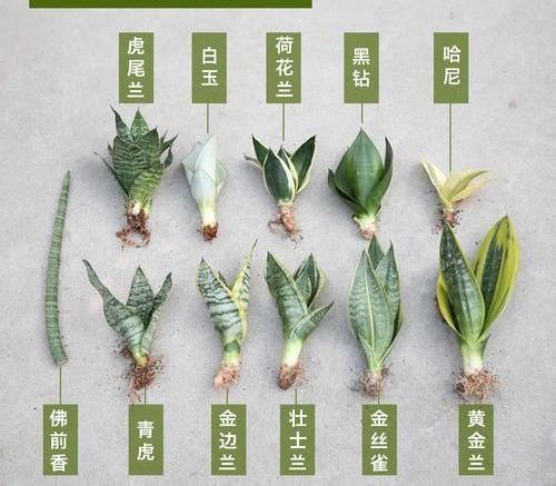  『虎皮』养虎皮兰，做好4点，叶片似把把利剑，威武大气“不发软”