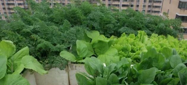 『吃不完』阳台没地方种菜,自己开采一块菜地,种菜种果吃不完