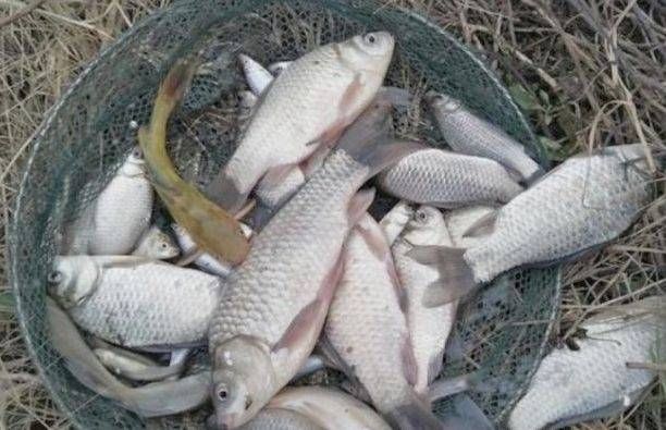  「钓足」春天就数大鲫鱼最难钓？抓住这3个要诀，每都次钓足瘾