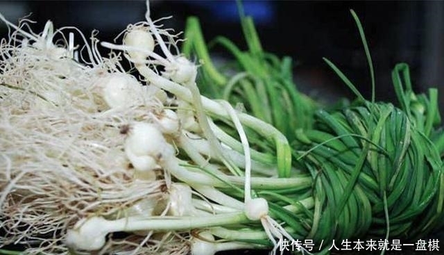  「春天」野生的“小根蒜”价值在根茎，怎么吃都下饭，春天正好冒新芽