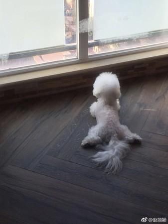 怀孕3个月疯传……赵丽颖首露脸！2照片曝光“真实身材”反击了