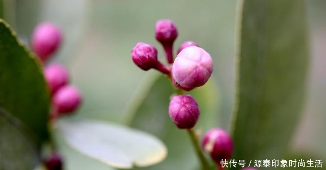  『更早』怪奇公社盛开一种比腊梅更早的花，是季节错了，还是花错了！