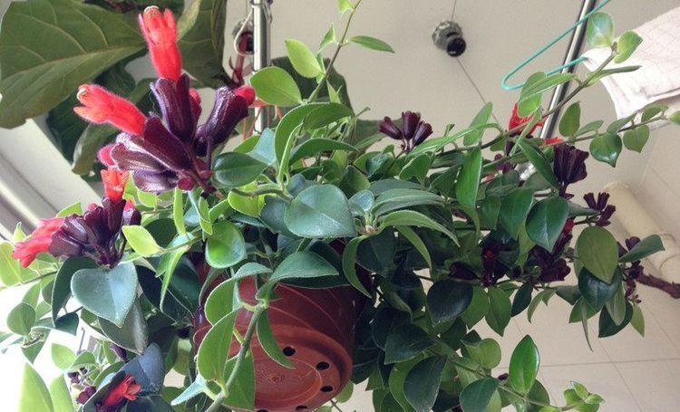 这些花超好养，砰砰砰花苞冒不停，开花烂漫太美了