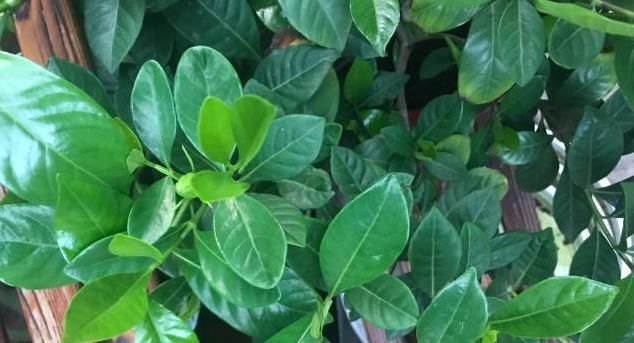  「栀子花」栀子花光长叶子不开花?只需这么养,开花多得挤满盆!