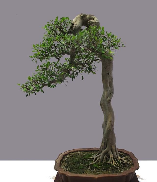 60例盆景树种，总有属于你的那棵（建议收藏）