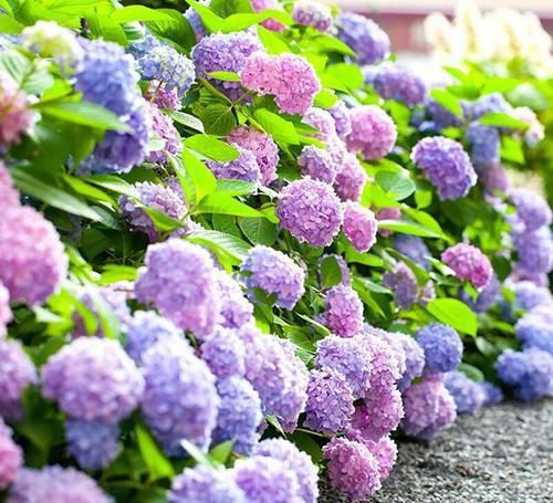  「绣球花的花」绣球花谢花后如何修剪，很多人一直剪错了，非常精辟的修剪方法