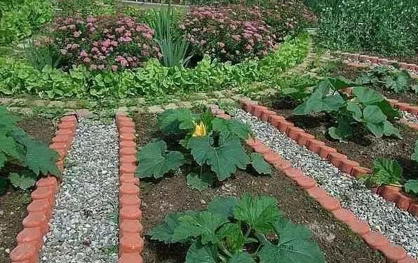  『蔬菜种植』养花种树，也栽菜！