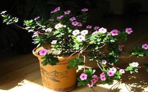  [长春花]养花嫌花期短，花量少？3种“开花机器”养家中，四季开花好养护