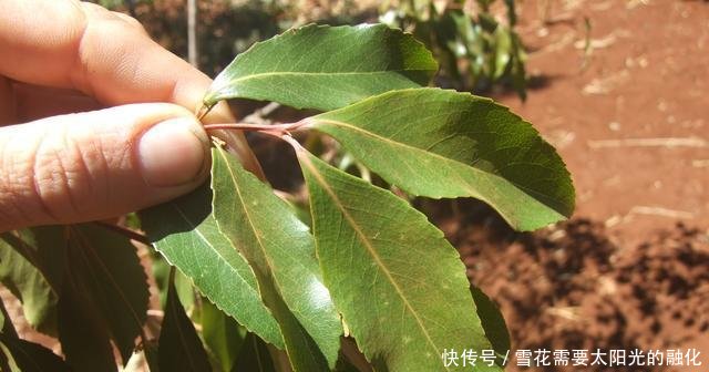 这个国家人们爱吃“树叶”，每天要吃4个小时，中国不允许种植