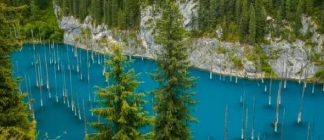 世界上有一个奇特的树木，水面只有树干，水下却枝繁叶茂！