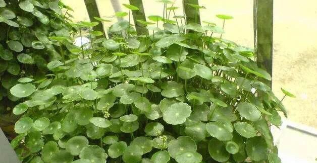 【绿油油】一个玻璃瓶,放几根铜钱草,2个月长满瓶,叶子大又亮,养眼清新