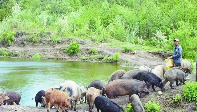  「养殖场」农村将再次进行查封拆除！特别是这3种养殖场，农民要