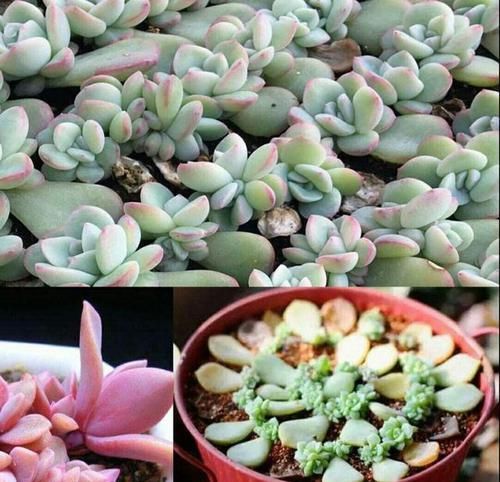  『繁殖』这些花卉最好养，摘片叶子插土里，就能长出新株苗
