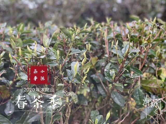  【S师傅】2020春茶笔记第八篇，从2016到2020年，看茶山茶农们的笑脸变化