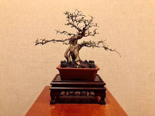 【给出】雀梅盆景桩头的蜕变,真是越来越喜人,看盆景大师给出的涂鸦建议