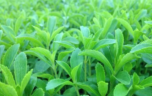 #入药#世界上最甜的叶子,天然甜味剂还可入药,农民种植每亩获利5000元