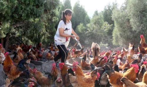  玉米：养鸡，到底是用玉米喂好？还是用稻谷喂出来的好？养殖户