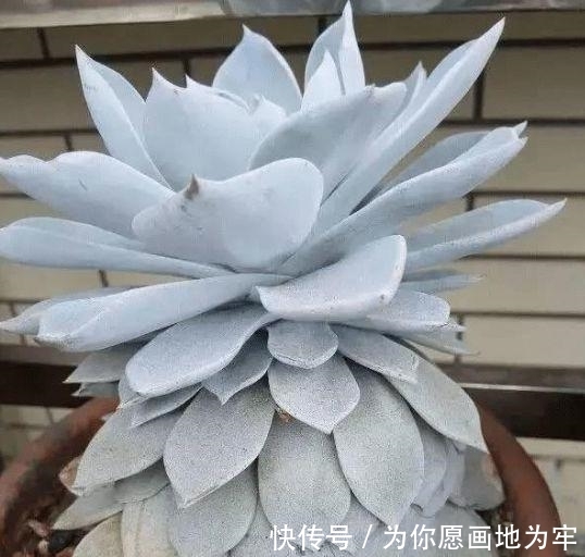 『裙子的现象』春天养殖多肉如何避免''穿裙子''?掌握浇水窍门,植株越来越美