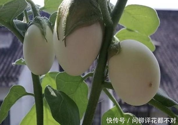 『种植物』像鸡蛋的“茄子”,被称为“白蛋茄”,阳台种植2盆,采摘一筐!