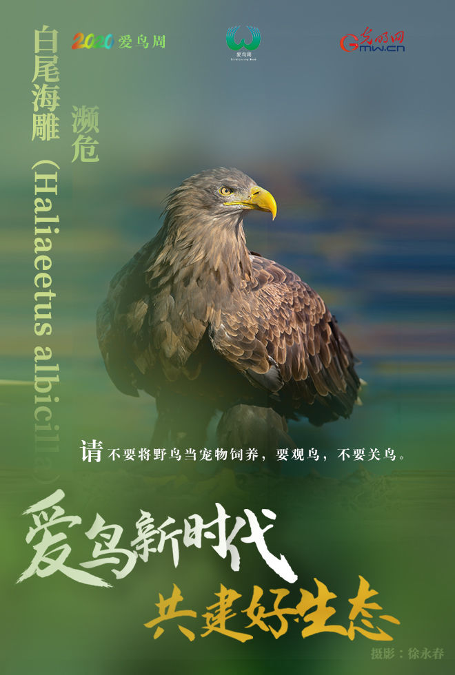  『鸟类资源』海报 | 爱它，就保护它！请善待野生鸟类
