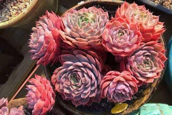  「花青素」多肉养成果冻色，了解3种“素”，做到1照2控，2个月成功上色